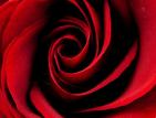 Rose rouge - la reunion Rose rouge - reunion