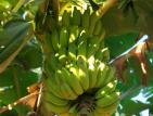 Bananes vertes - la reunion Bananes vertes - reunion