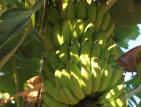 Bananes vertes - la reunion Bananes vertes - reunion