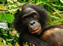 Bonobos - cinema reunion 974