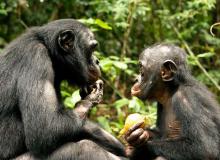 Bonobos - cinema reunion 974