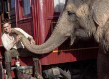 De l'eau pour les éléphants : Robert Pattinson - cinema reunion 974