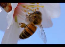 Pollen : un abeille - cinema reunion 974