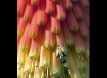 Pollen : une abeille - cinema reunion 974