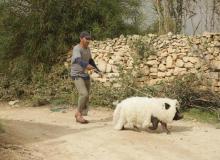 Le cochon de Gaza : Sasson Gabai - cinema reunion 974