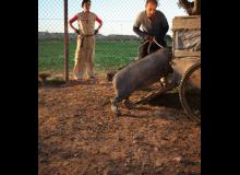 Le cochon de Gaza : Myriam Tekaïa et Sasson Gabai - cinema reunion 974