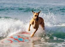 Marmaduke surf - cinema reunion 974