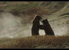 Terre des Ours - cinema reunion 974