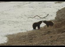 Terre des Ours - cinema reunion 974