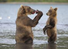 Terre des Ours - cinema reunion 974