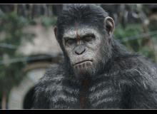 La Planète des singes : l'affrontement - cinema reunion 974