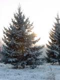 De la neige sur vos sapins !