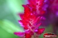 Comment protéger la flore d'outremer Comment protéger la flore d'outremer