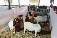 Lancement de la campagne pour la prime aux petits ruminants Lancement de la campagne pour la prime aux petits ruminants