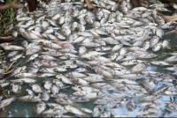 Les poissons de Cambuston sont transportés au Colosse Les poissons de Cambuston sont transportés au Colosse