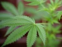 Cannabis Cannabis