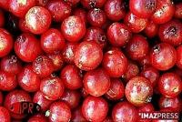 Le fruit rouge en plein essor Le fruit rouge en plein essor