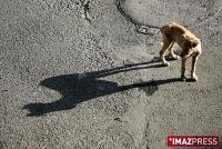Des dizaines de milliers de chiens tués Des dizaines de milliers de chiens tués