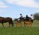 St-André : Une voiture percute un cheval et sa calèche St-André : Une voiture percute un cheval et sa calèche