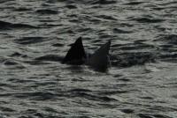 Les requins étaient une raie aigle Les requins étaient une raie aigle