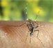 Le chikungunya refait surface à Maurice Le chikungunya refait surface à Maurice
