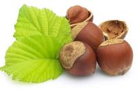 L'huile végétale de noisette : l'alliée des peaux acnéiques L'huile végétale de noisette : l'alliée des peaux acnéiques