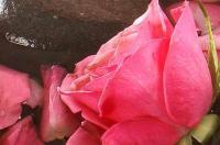 Eco-beauté : faire soi-même son eau de rose Eco-beauté : faire soi-même son eau de rose