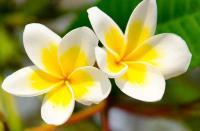 Le Monoï de Tahiti prend soin de votre beauté Le Monoï de Tahiti prend soin de votre beauté