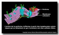 Perforine - protéine tueuse Perforine - protéine tueuse
