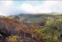 Incendie de la route forestière : la gendarmerie cherche le pyromane Incendie de la route forestière : la gendarmerie cherche le pyromane