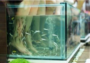 Fish pedicure : les poissons vous donnent de jolis pieds