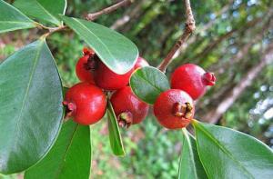 Le goyavier, source de vitamine C