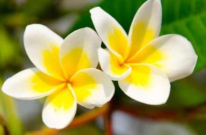 Le Monoï de Tahiti prend soin de votre beauté Le Monoï de Tahiti prend soin de votre beauté