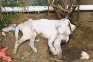 Un chien maltraité mort au bout d'une chaîne Un chien maltraité mort au bout d'une chaîne