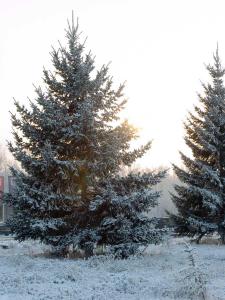 De la neige sur vos sapins ! - De la neige sur votre sapin de Noël De la neige sur vos sapins ! - De la neige sur votre sapin de Noël