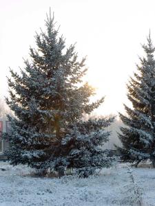 De la neige sur vos sapins ! - De la neige sur votre sapin de Noël