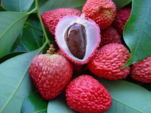 Le letchi, fruit de Noël Le letchi, fruit de Noël