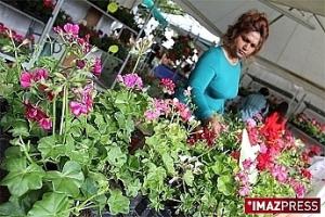 Le géranium en fête Le géranium en fête