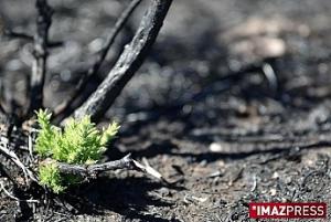 Maïdo : la vie après l'incendie