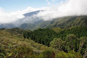 8 000 m2 de végétation brûlés à la Plaine des Tamarins 8 000 m2 de végétation brûlés à la Plaine des Tamarins