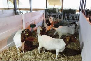 Lancement de la campagne pour la prime aux petits ruminants Lancement de la campagne pour la prime aux petits ruminants