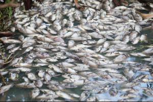 Les poissons de Cambuston sont transportés au Colosse Les poissons de Cambuston sont transportés au Colosse