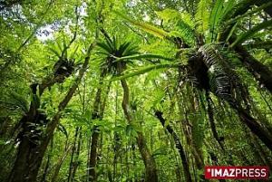 L'année sera ''très forêt'' L'année sera ''très forêt''
