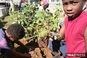 Des arbres pour les enfants relogés Des arbres pour les enfants relogés