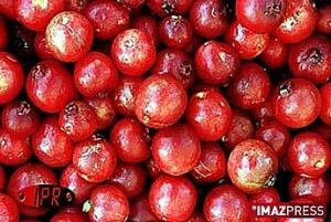 Le fruit rouge en plein essor Le fruit rouge en plein essor