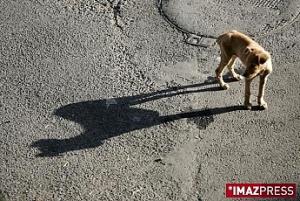 Des dizaines de milliers de chiens tués Des dizaines de milliers de chiens tués