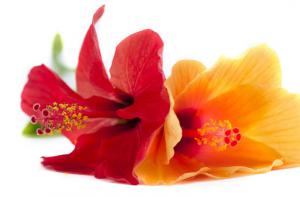 Les bienfaits de la fleur d'hibiscus - Les bienfaits de la fleur d'hibiscus