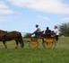 St-André : Une voiture percute un cheval et sa calèche St-André : Une voiture percute un cheval et sa calèche