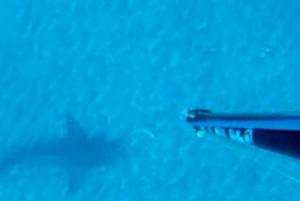 Un requin bouledogue marqué par les apnéistes Un requin bouledogue marqué par les apnéistes