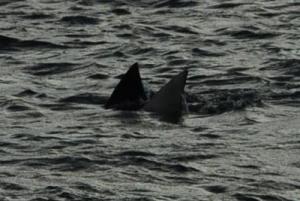 Les requins étaient une raie aigle Les requins étaient une raie aigle
